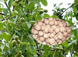 经过太阳能杀虫灯防治后的核桃图片