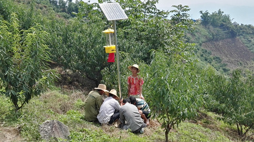 太阳能杀虫灯