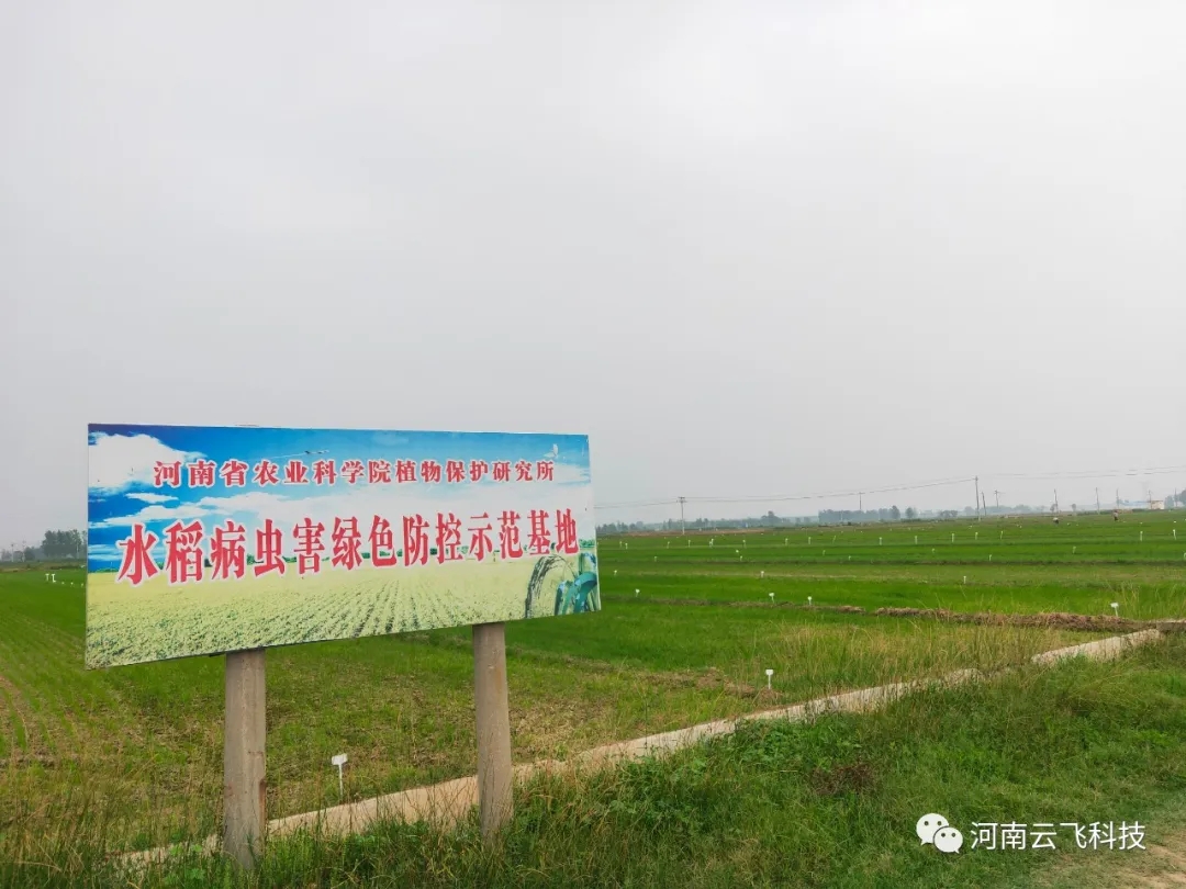 新航娱乐太阳能杀虫灯走进深圳省农科院水稻基地